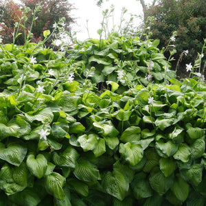 Hosta ‘Guacamole’