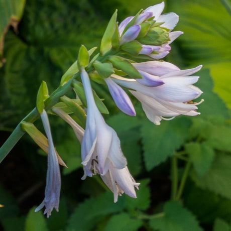 Delicate pale lavender hosta flowers hanging from an arching stem among green foliage.