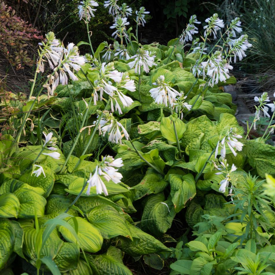 Hosta ‘Guacamole’