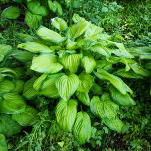 Hosta ‘Guacamole’