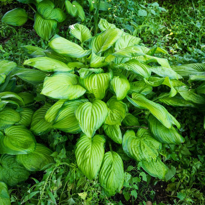 Mature Hosta ‘Guacamole’ clump with light green leaves edged in darker green.