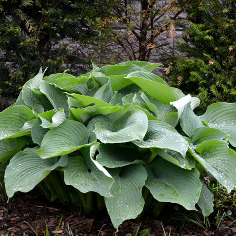 Hosta ‘Halcyon’