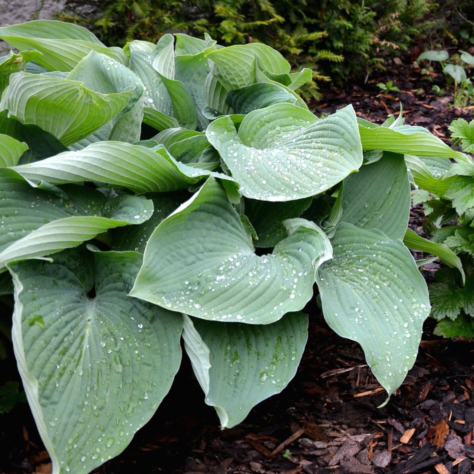 Hosta ‘Halcyon’