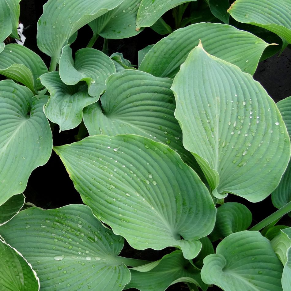 Hosta ‘Halcyon’
