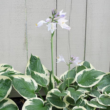 Potted Hosta ‘Patriot’ with white-edged leaves and a slender pale lavender flower spike.