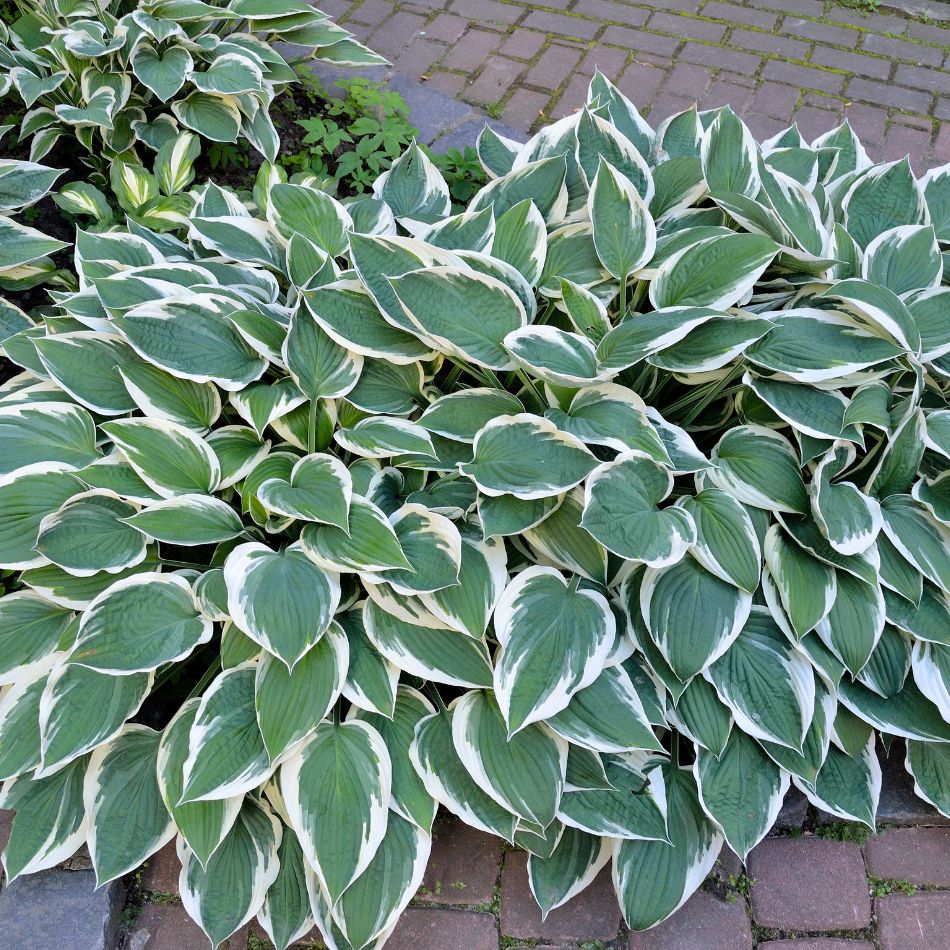 Dense Hosta ‘Patriot’ mound with dark green leaves sharply edged in white.