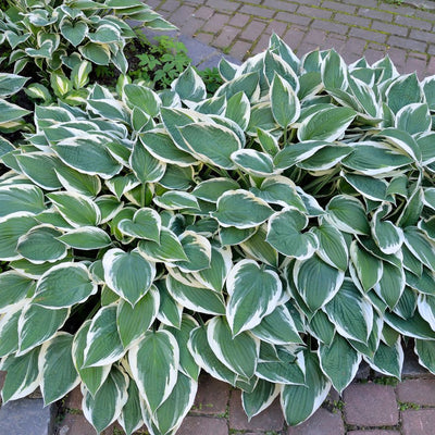 Dense Hosta ‘Patriot’ mound with dark green leaves sharply edged in white.