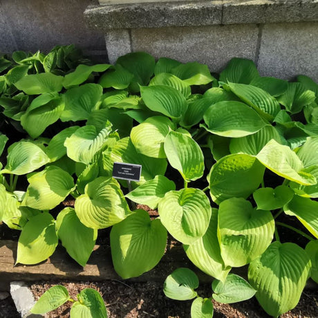 Hosta ‘Sum and Substance’