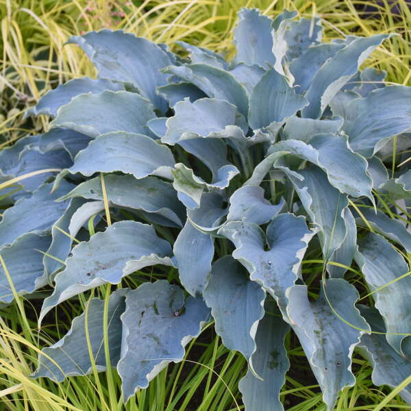 Hosta ‘Tears in Heaven’