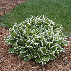 Hosta ‘Thomas Hogg’