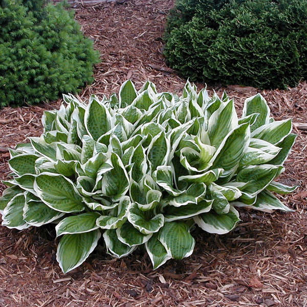 Hosta ‘Thomas Hogg’