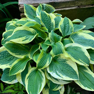 Hosta ‘Tokudama Varigata’