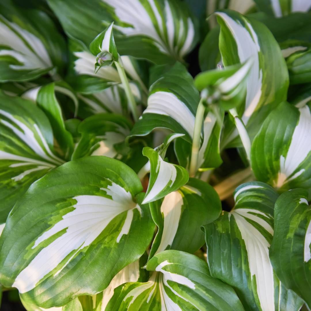 Hosta ‘Undulata Mediovariegata’