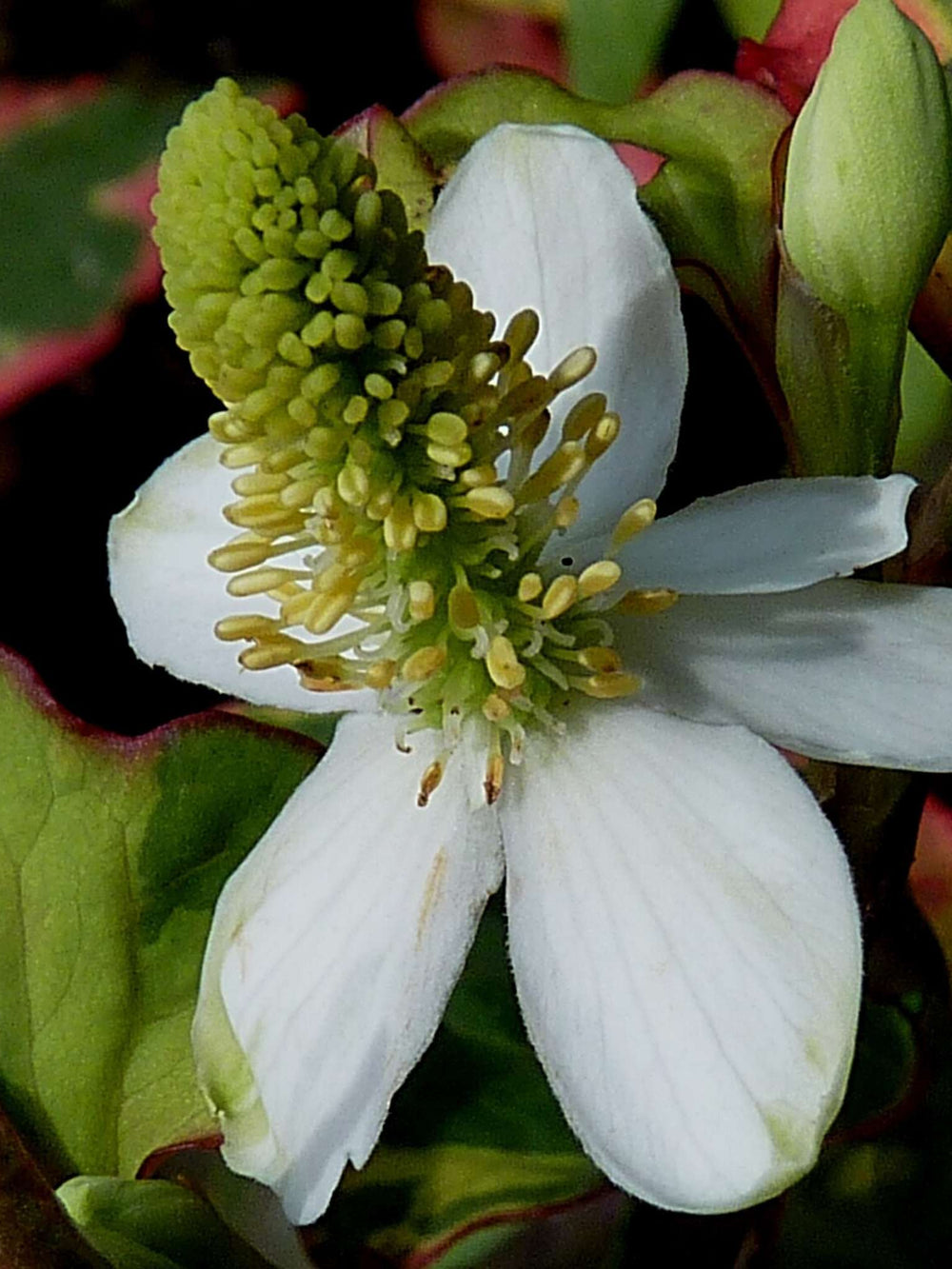 Houttuynia cordata ‘Chameleon’