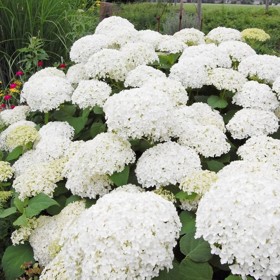 Massed white globe-shaped flower heads covering Hydrangea arborescens ‘Annabelle’.