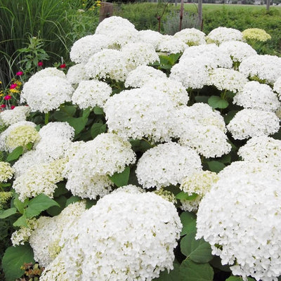 Massed white globe-shaped flower heads covering Hydrangea arborescens ‘Annabelle’.