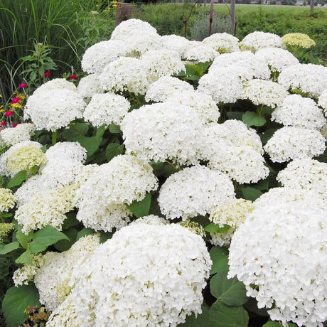 Massed white globe-shaped flower heads covering Hydrangea arborescens ‘Annabelle’.