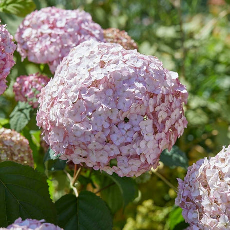 Close-up of a large rounded pink Hydrangea ‘Candybelle Bubblegum’ flower head.