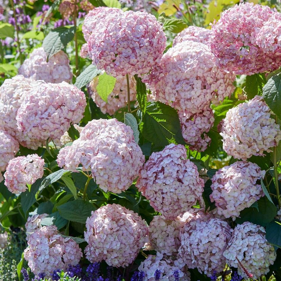 Hydrangea arborescens ‘Candybelle Bubblegum’ shrub bearing many rounded pale pink flower heads.