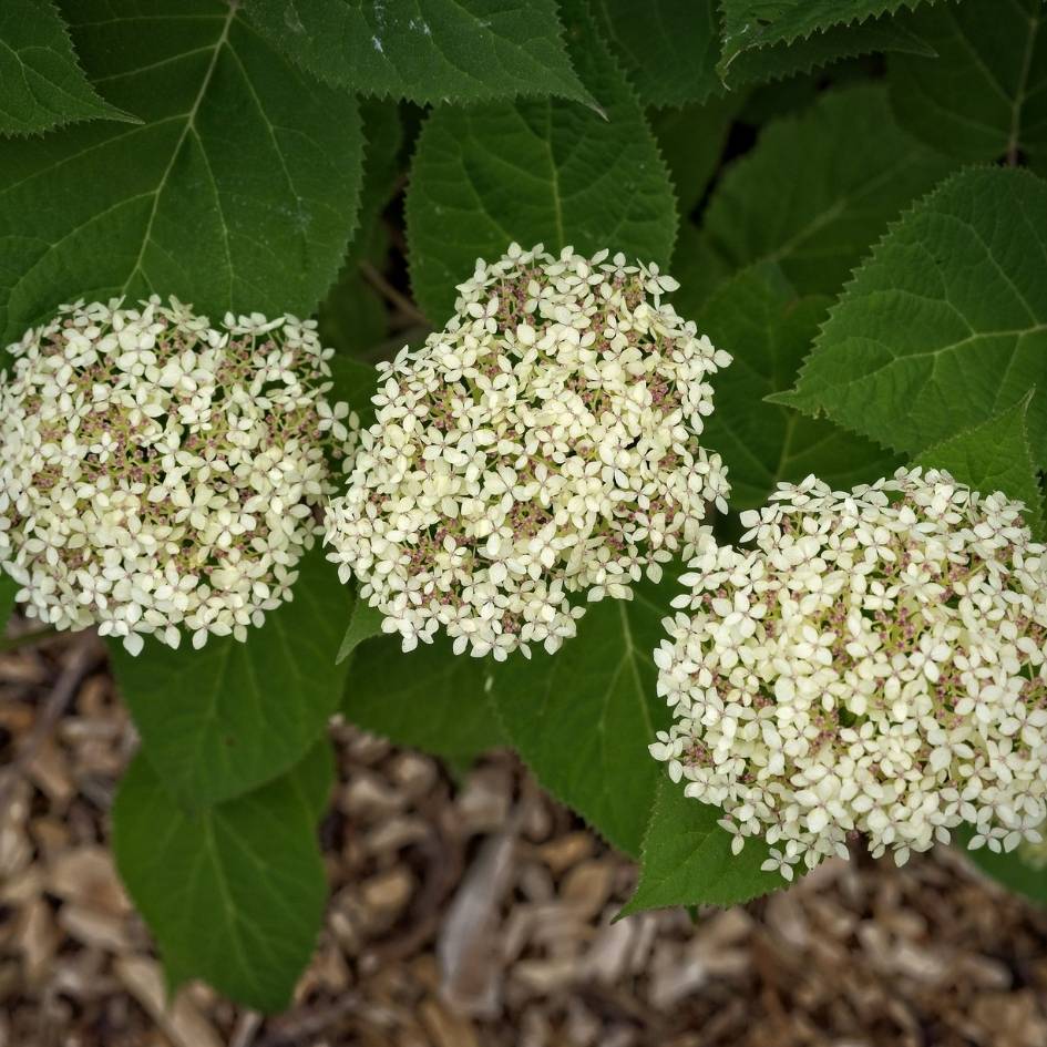 Three creamy lime-white Hydrangea arborescens ‘Lime Rickey’ flower heads above dark leaves.