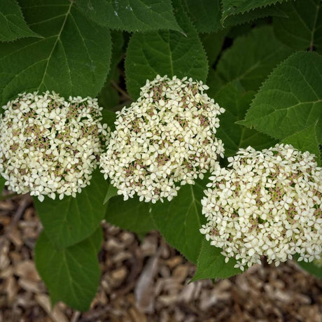 Three creamy lime-white Hydrangea arborescens ‘Lime Rickey’ flower heads above dark leaves.