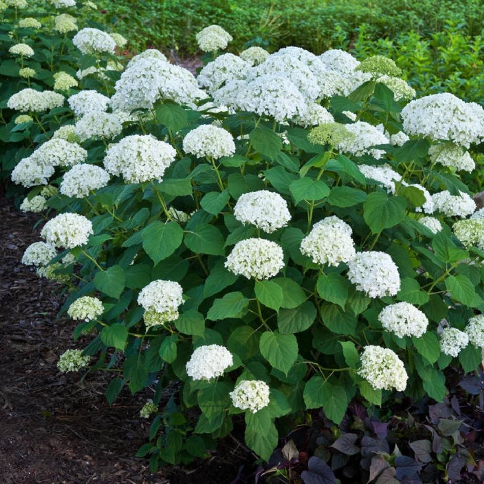Hydrangea arborescens ‘Strong Annabelle’