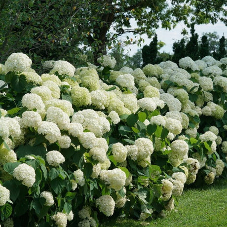 Long garden row of Hydrangea ‘Strong Annabelle’ covered in creamy-white globe blooms.
