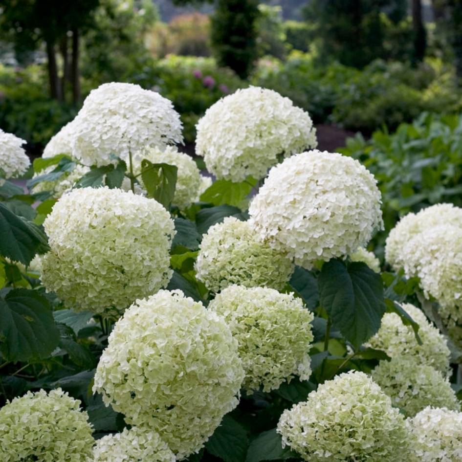 Hydrangea ‘Strong Annabelle’ shrubs bearing numerous round ivory-white flower heads.