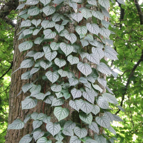 Hydrangea ‘Moonlight’ climbing a tree trunk with dense silver-green foliage.