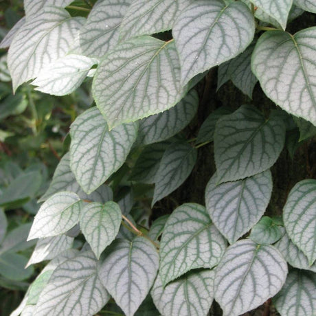 Close-up of silver-green Hydrangea ‘Moonlight’ leaves with dark veining.