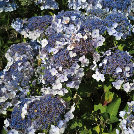 Hydrangea macrophylla ‘Ayesha’ lacecap blooms with blue-purple centres and pale outer florets.