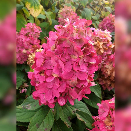 Hydrangea paniculata ‘Bonfire’