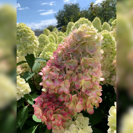 Large Hydrangea ‘Bonfire’ panicle fading from pale green to blush pink.