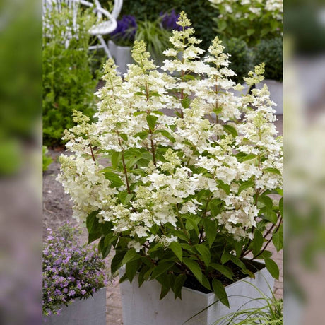Container-grown Hydrangea paniculata ‘Confetti’ bearing upright white flower panicles.