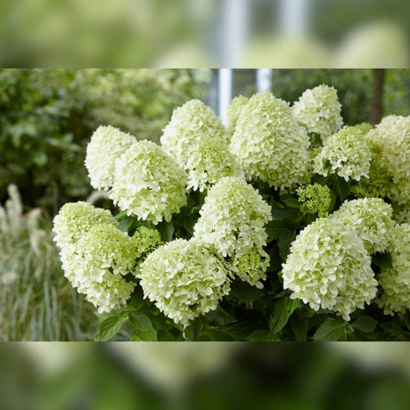 Dense mass of white Hydrangea paniculata ‘Little Spooky’ panicles.
