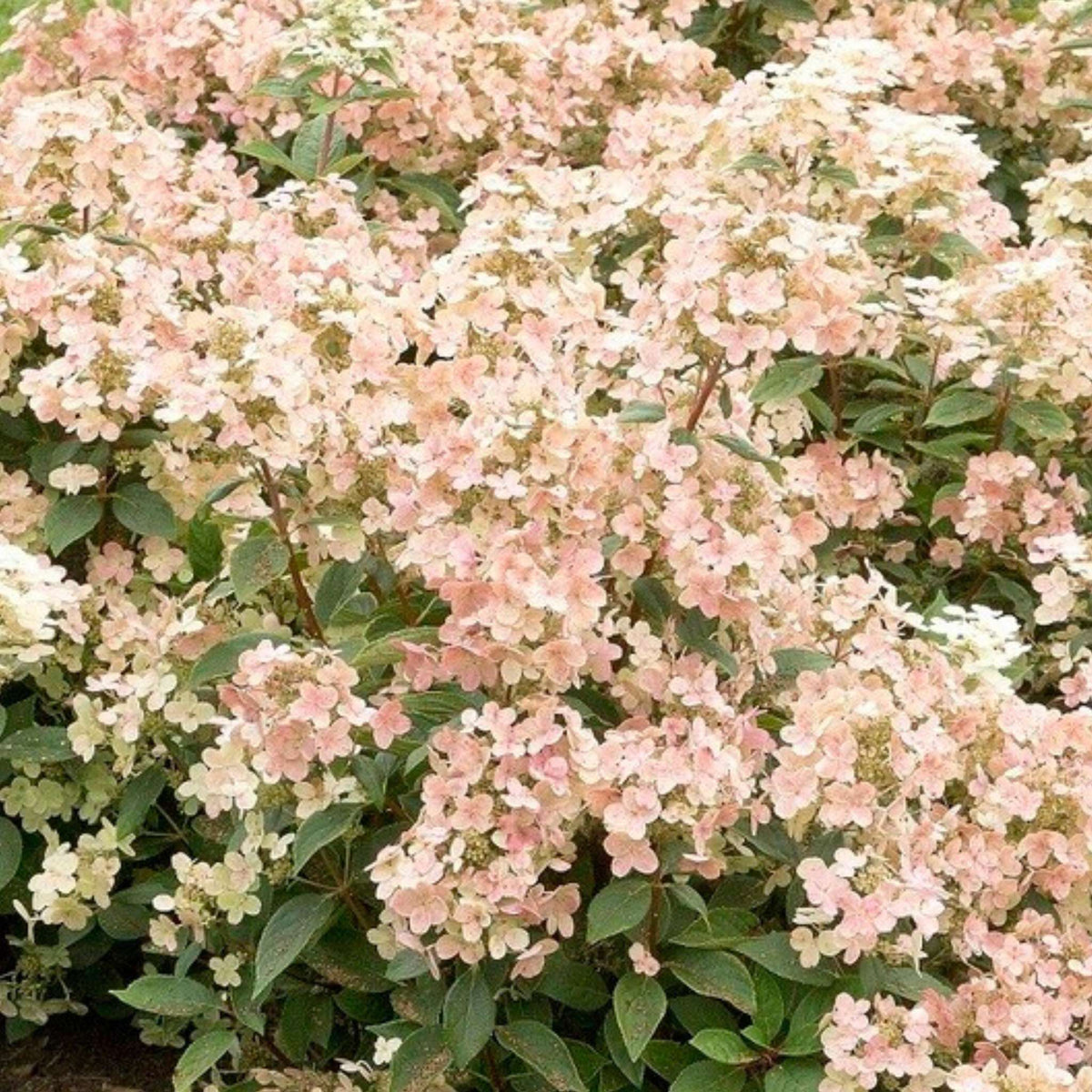 Low Hydrangea paniculata ‘Polestar’ shrub smothered in pale blush-white flowers.