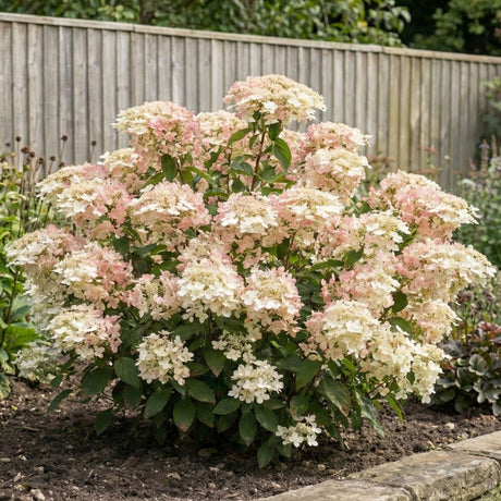 Hydrangea paniculata ‘Polestar’