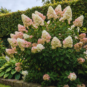 Compact Hydrangea ‘Silver Dollar’ shrub with upright white panicles blushing pale pink.
