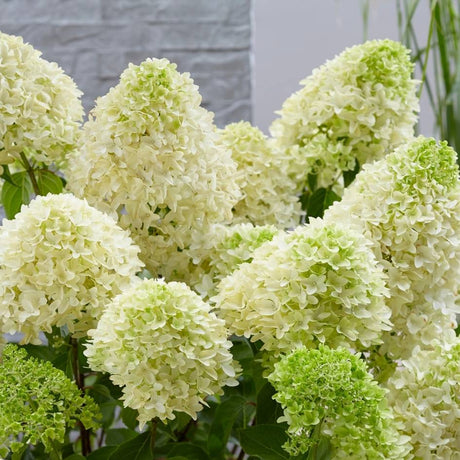 Cluster of large cream and lime Hydrangea paniculata ‘Skyfall’ panicles.