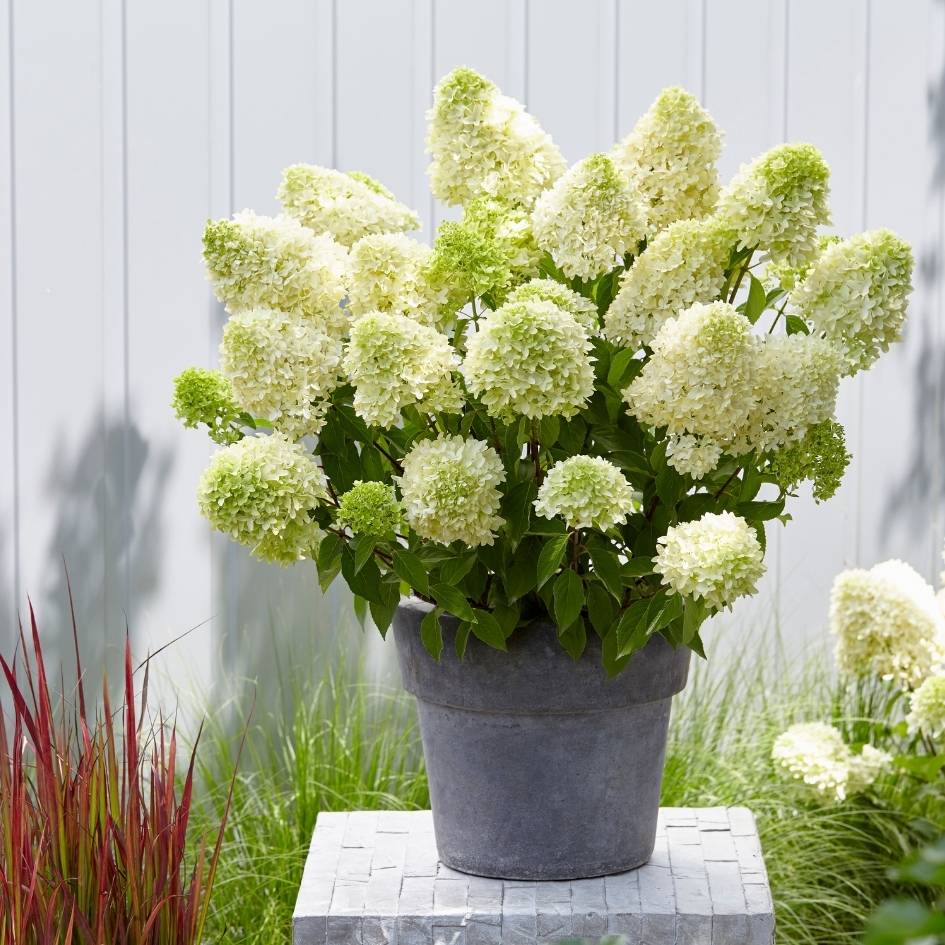 Hydrangea paniculata ‘Skyfall’