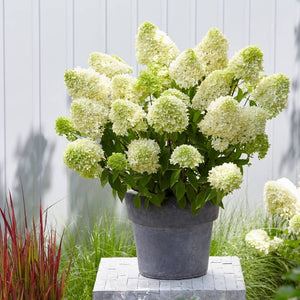Hydrangea paniculata ‘Skyfall’