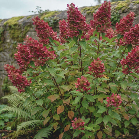Hydrangea ‘Wim’s Red’ with tall dark red panicles rising above green foliage.