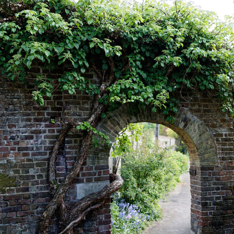 Hydrangea petiolaris