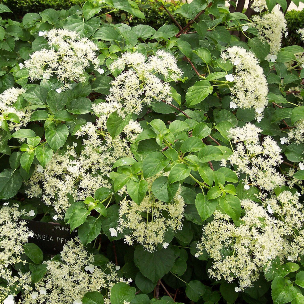 Hydrangea petiolaris