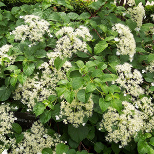 Hydrangea petiolaris