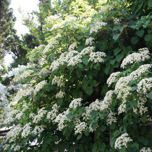 Hydrangea petiolaris
