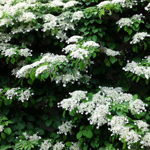 Hydrangea petiolaris