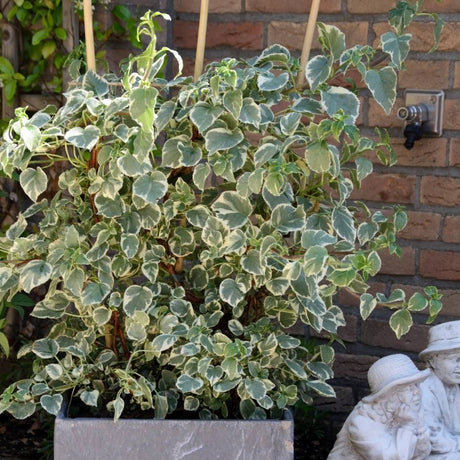 Container-grown Hydrangea petiolaris ‘Silver Lining’ with trailing variegated foliage.