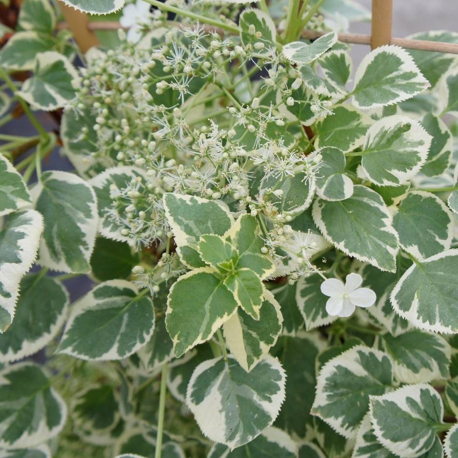 Hydrangea petiolaris ‘Silver Lining’