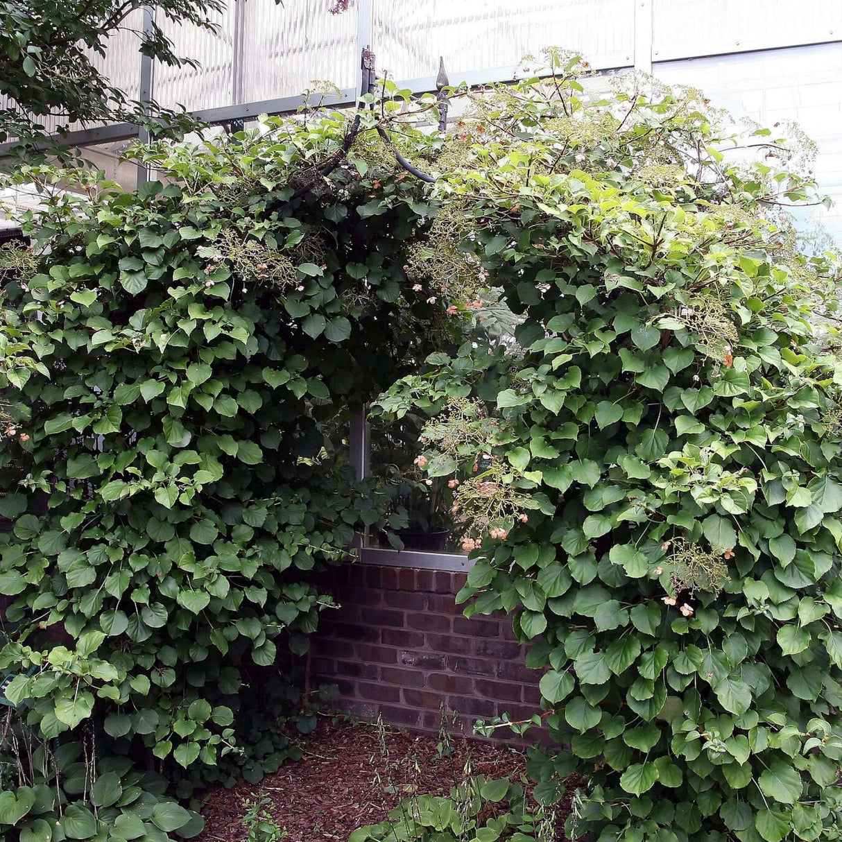Hydrangea petiolaris